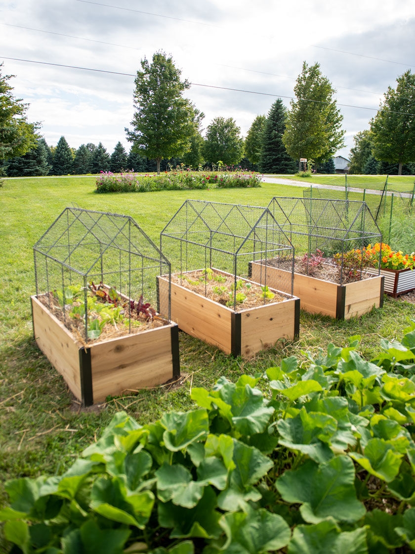Serena stout Wijden Chicken Wire Crop Coop Plant Protector - Crop Cage| Gardeners.com