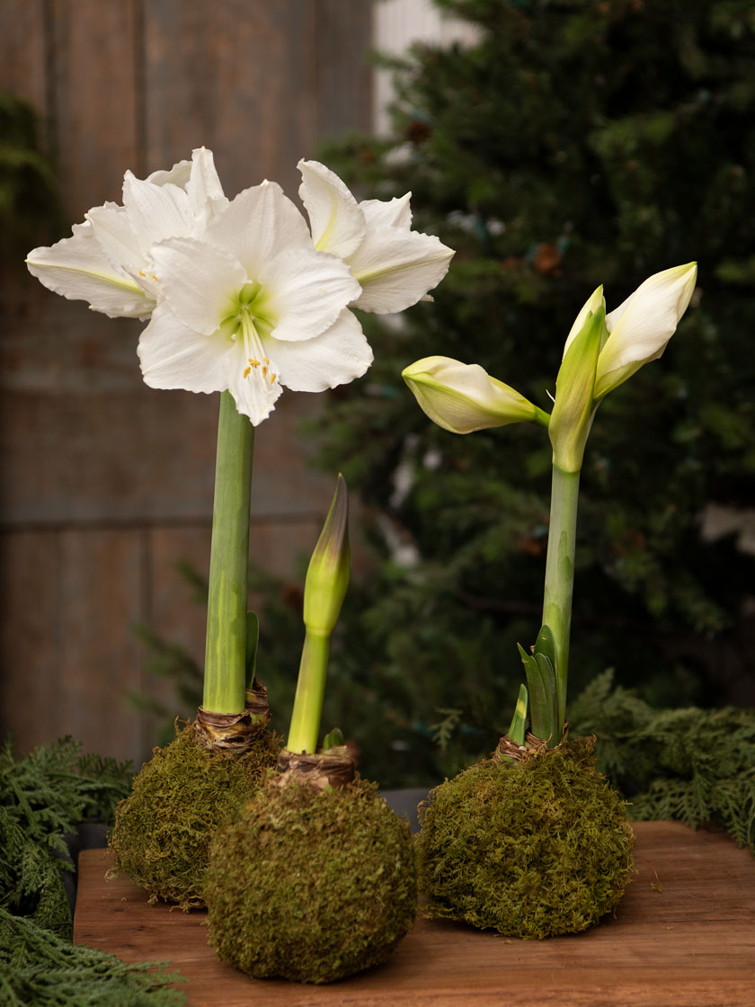 Moss Wrapped Waxed Amaryllis Bulb Gardener's Supply