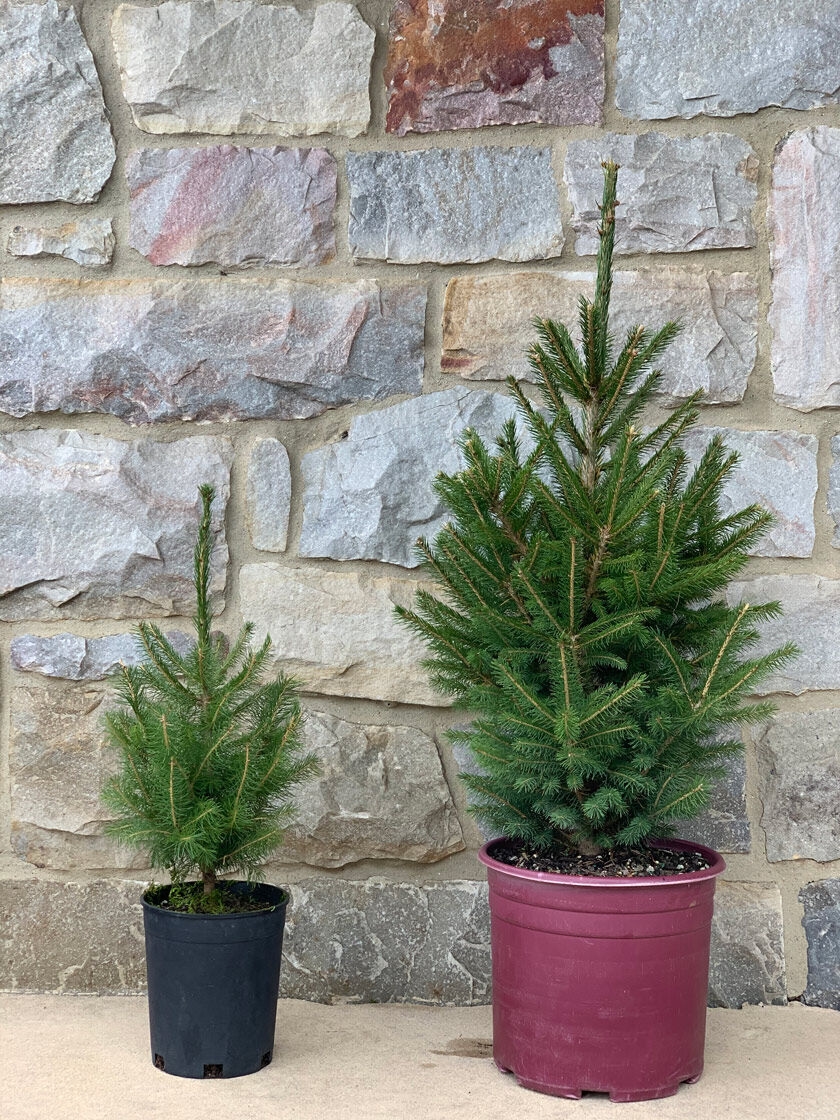 Norway Spruce Trees For Sale Gardener S Supply
