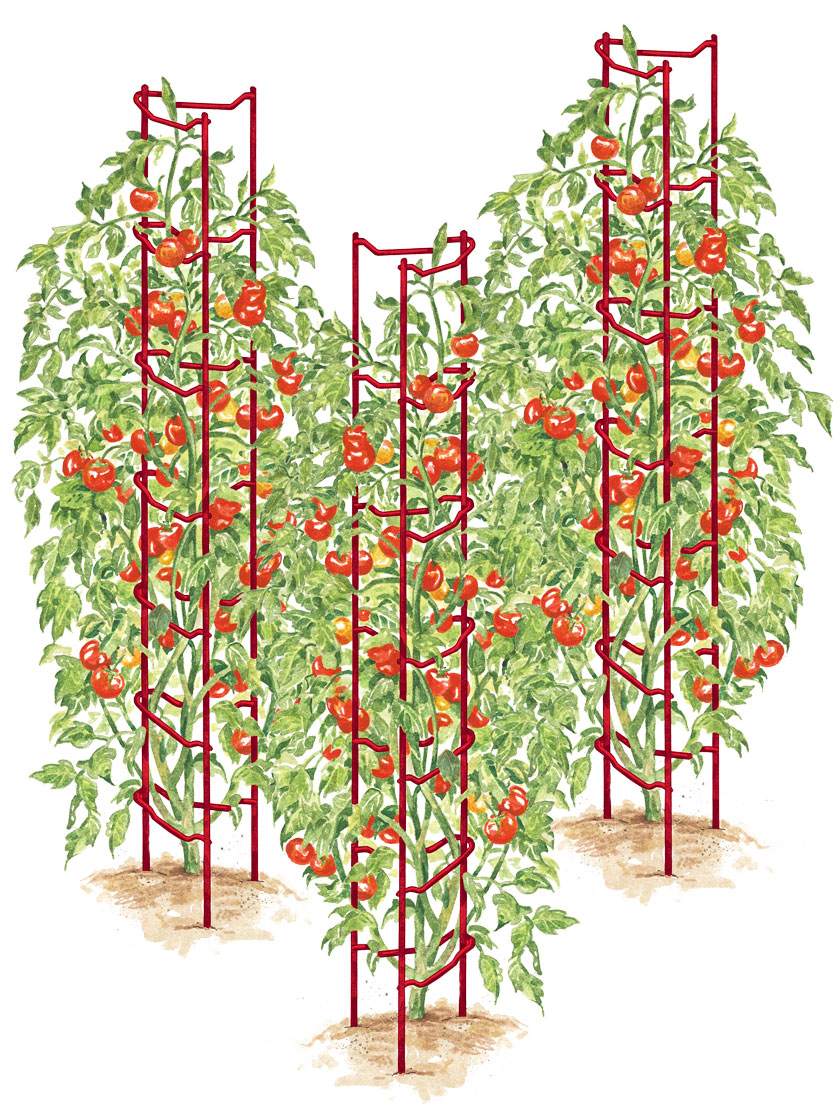 Tomato Ladders, Set of 3