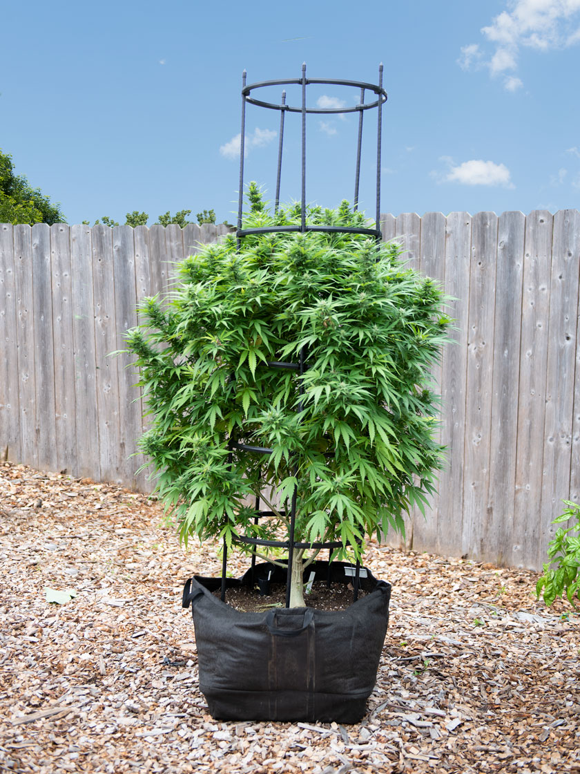 Hemp Self-Watering Grow Bag Kit