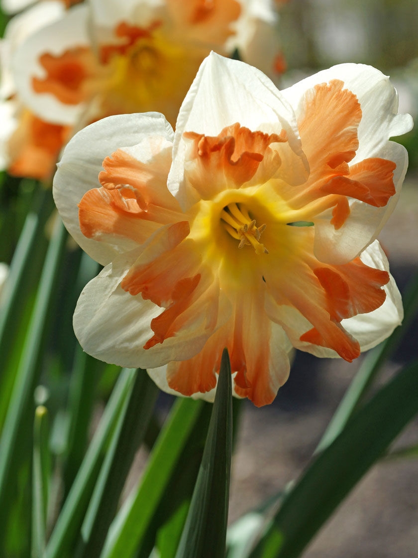 Bloomsz Narcissus Apricot Whirl, Set of 8