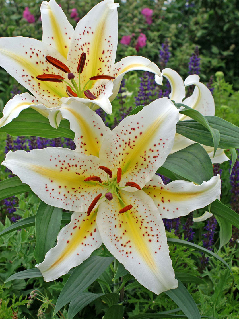 Gold Band Oriental Lily Bulbs, Set of 3