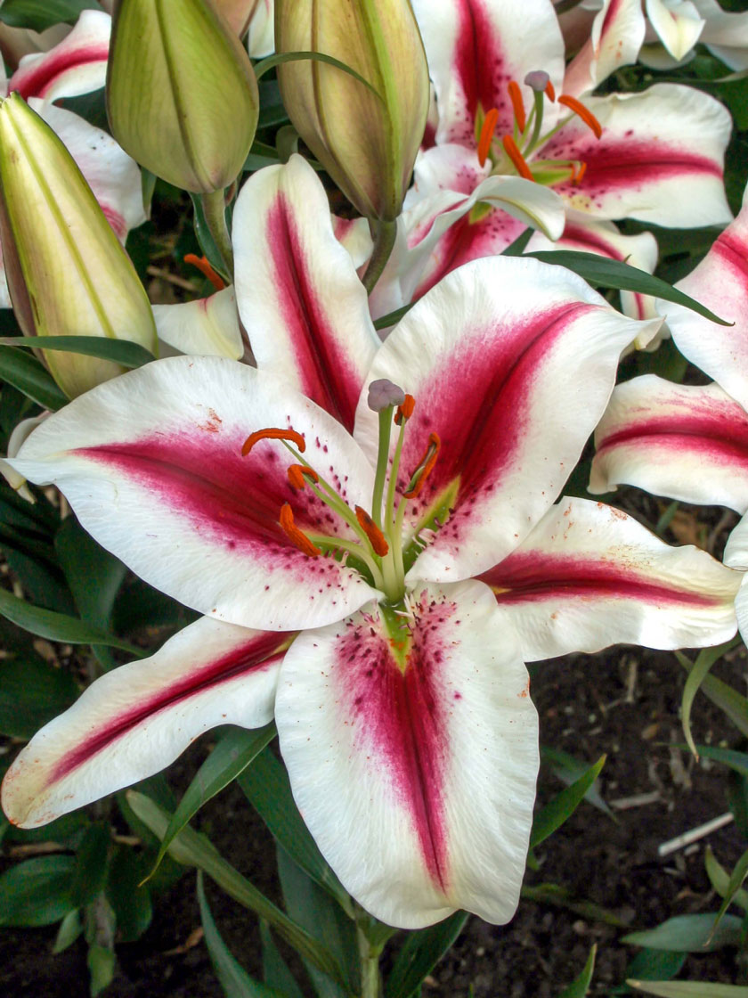 Hachi Oriental Lily Bulbs, Set of 3