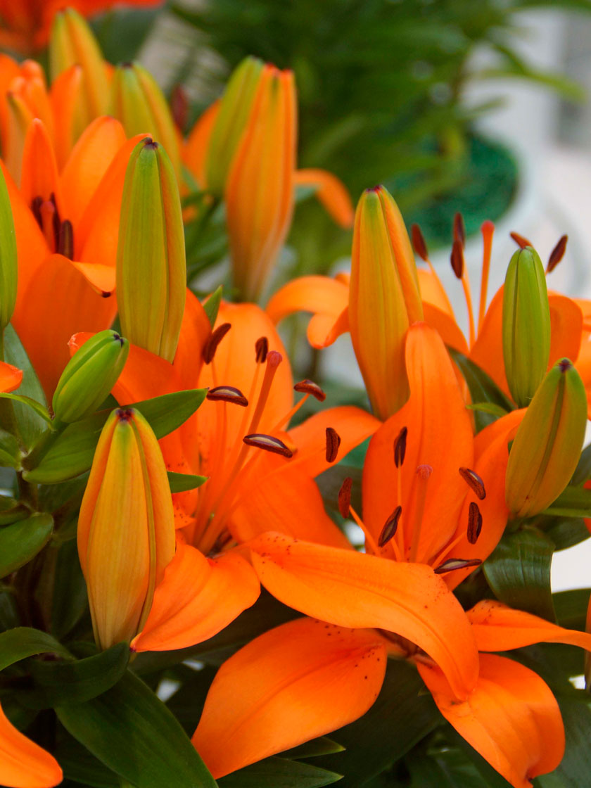 Orange Matrix Asiatic Lily Bulbs, Set of 3
