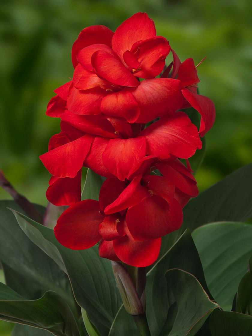Compact Canna Happy Carmen Roots, Set of 5
