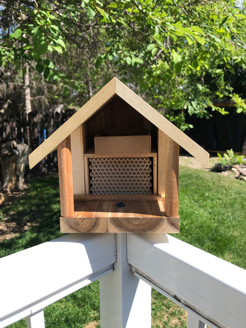 Leaf Cutter Bee Pollinator Starter Kit