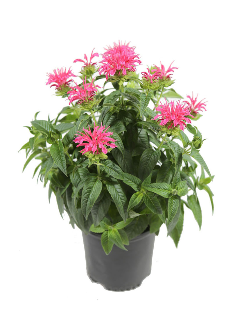 Bower & Branch® Coral Reef Bee Balm