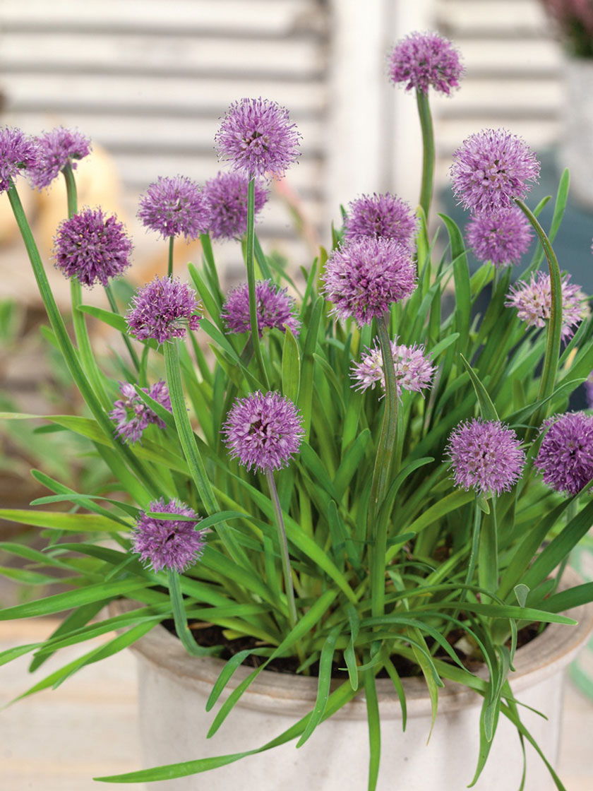 Bower & Branch® Medusa Ornamental Onion