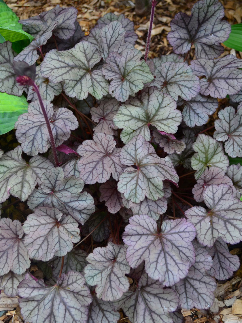 Bower & Branch® Frosted Violet Coral Bells