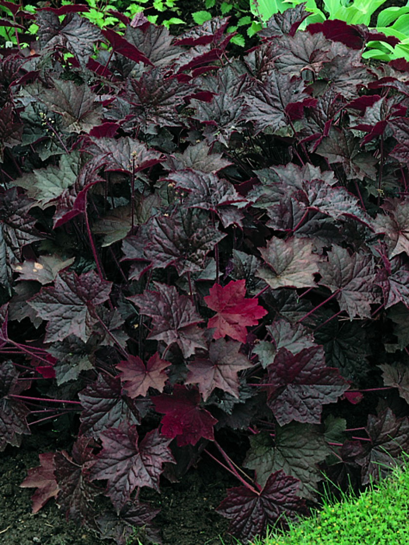Bower & Branch® Palace Purple Coral Bells