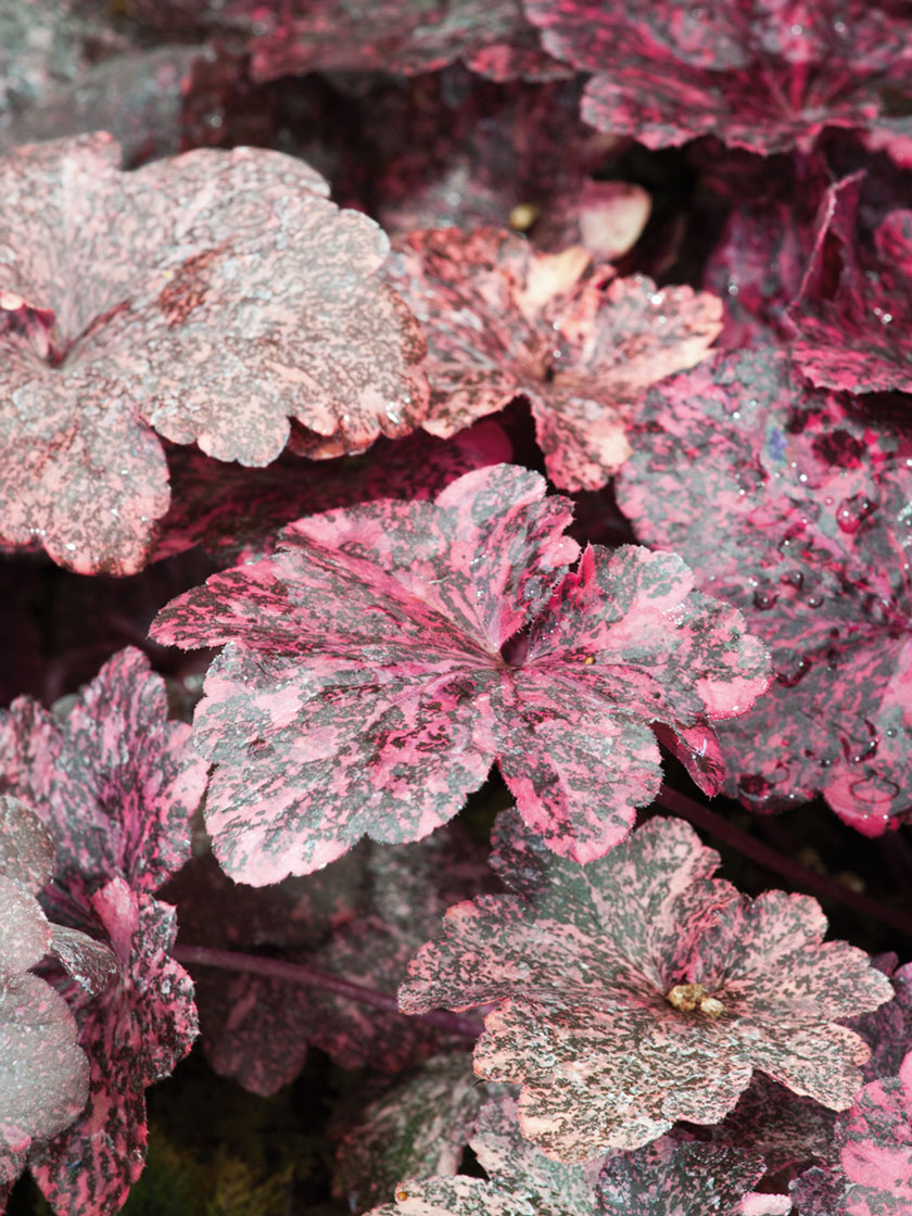 Bower & Branch® Midnight Rose Coral Bells