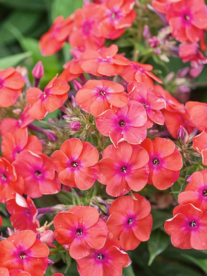 Bower & Branch® Coral FLAME™ Garden Phlox