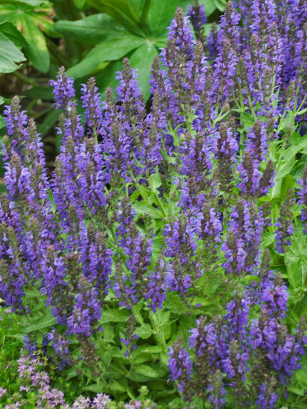 Bower & Branch® Marcus Salvia