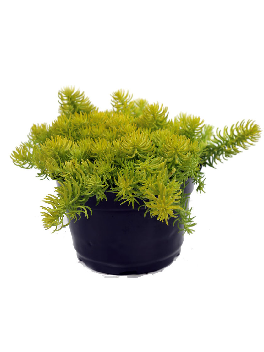Bower & Branch Angelina Creeping Stonecrop