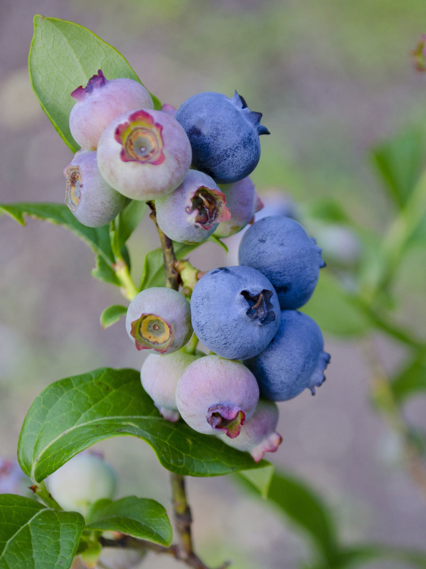 Bower & Branch® Bushel and Berry® Jelly Bean® Blueberry Bush AAA