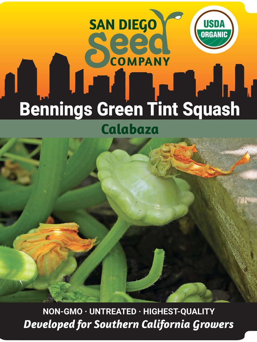 Bennings Green Tint Scallop Summer Squash Organic Seeds