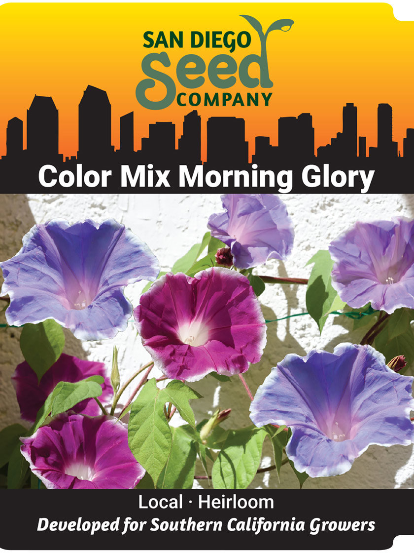 Color Mix Morning Glory Seeds