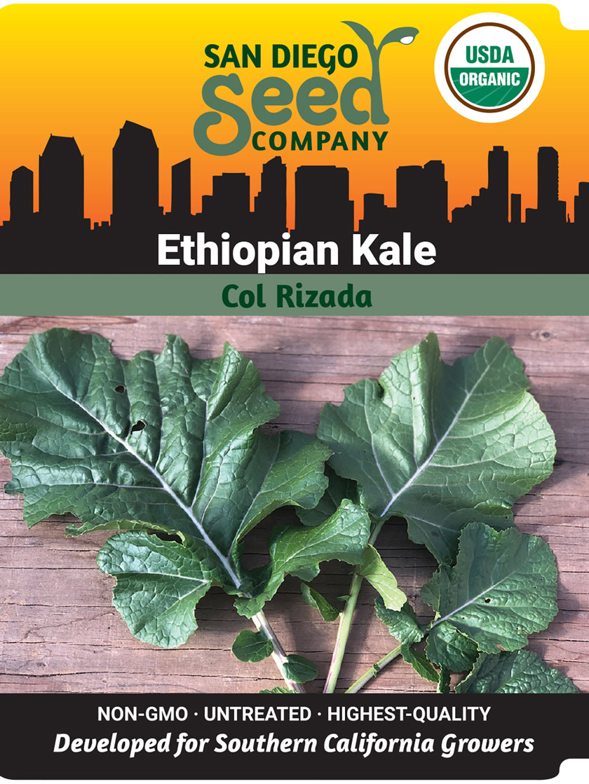 Ethiopian Kale Organic Seeds