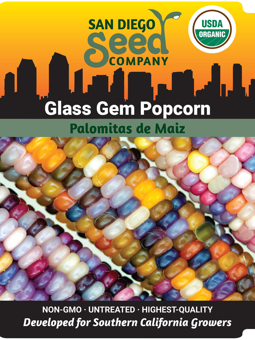 Glass Gem Popcorn Organic Seeds