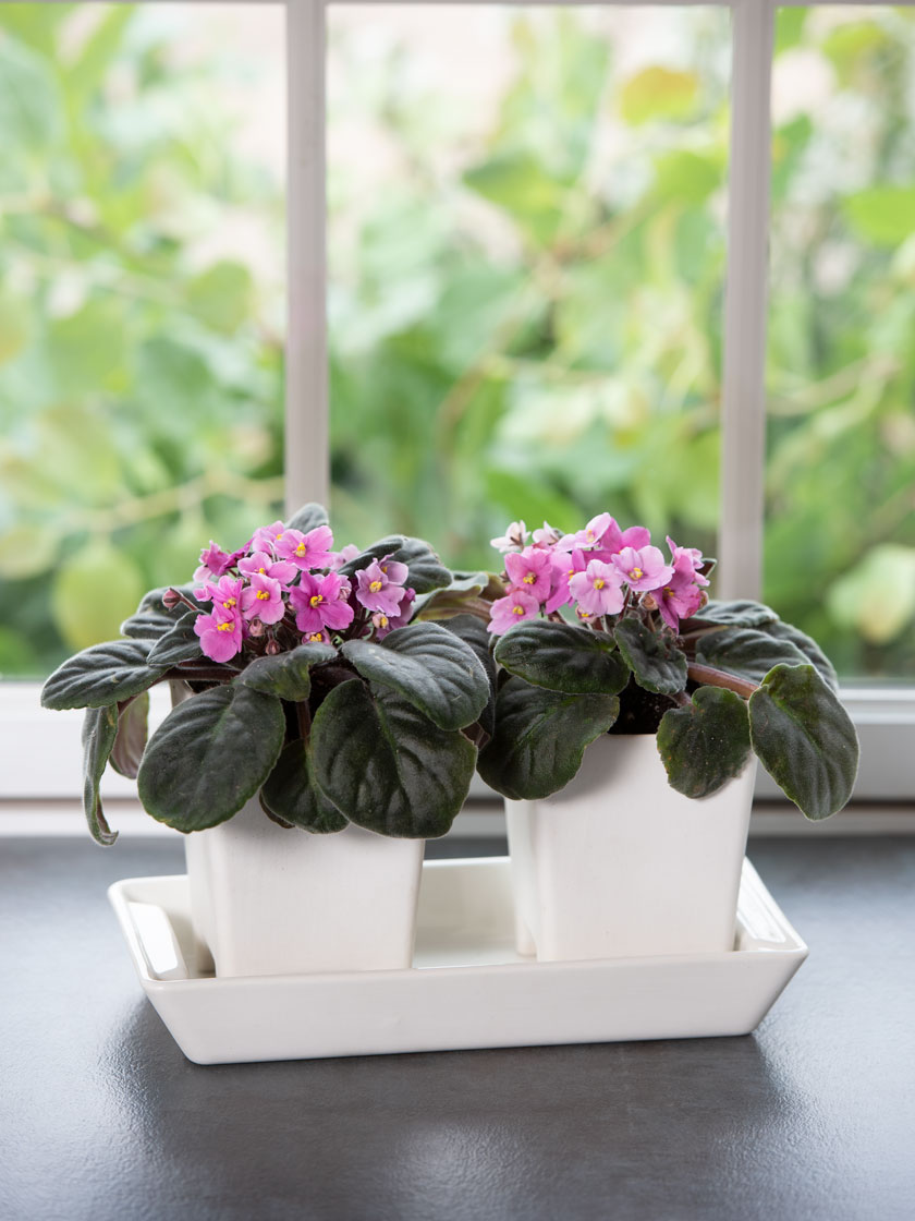 Stoneware Self-Watering Windowsill Planters, Set of 2