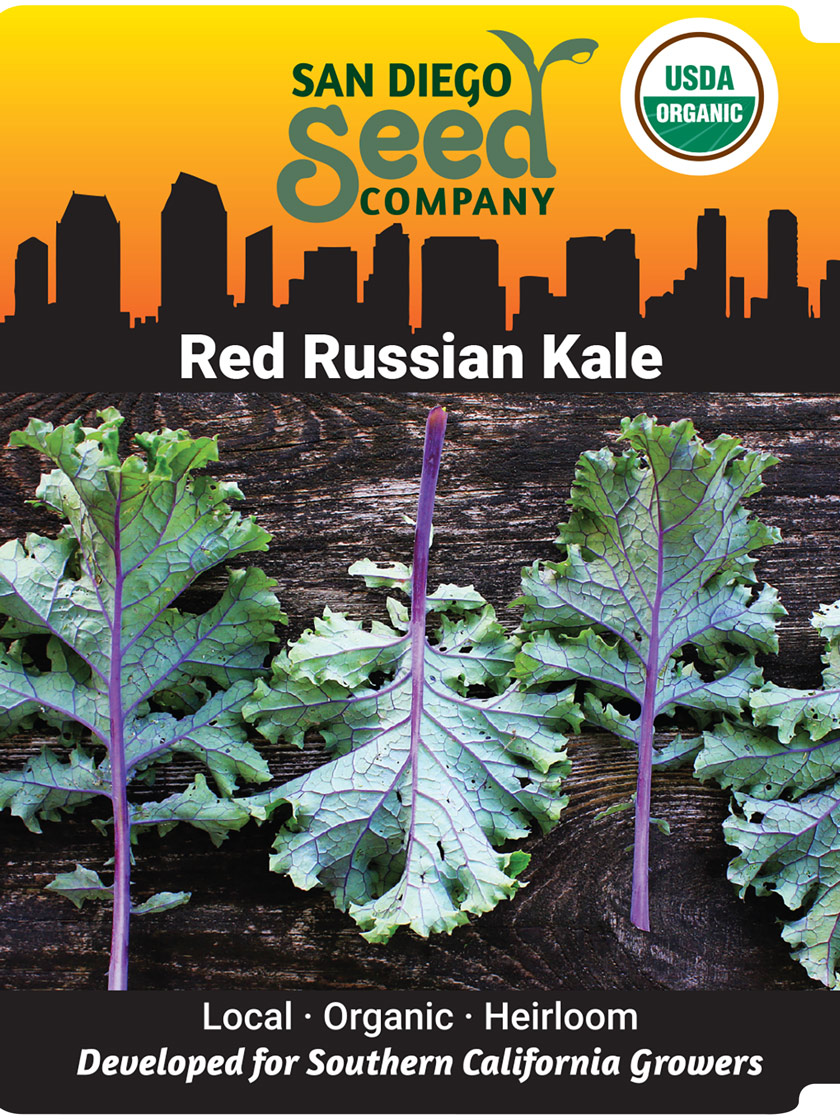 Red Russian Kale Organic Seeds