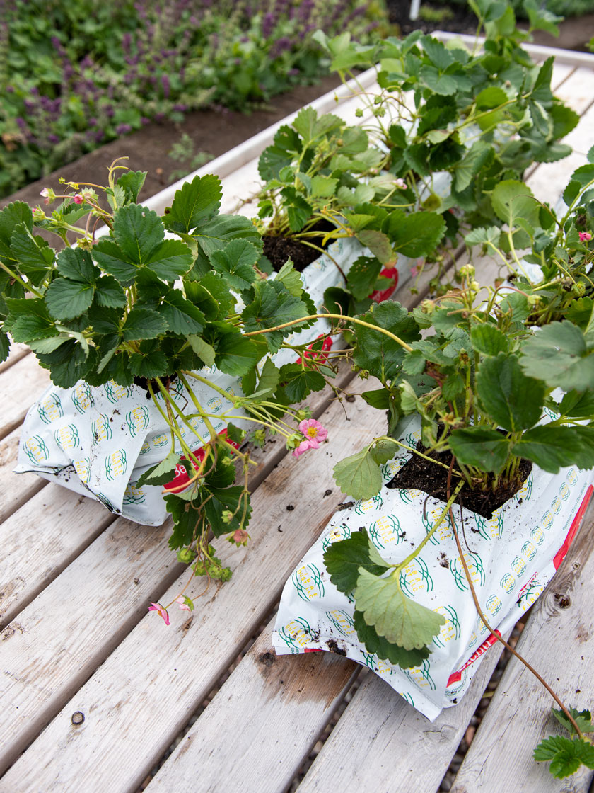 Berry Blend Coir Grow Bag, Set of 2