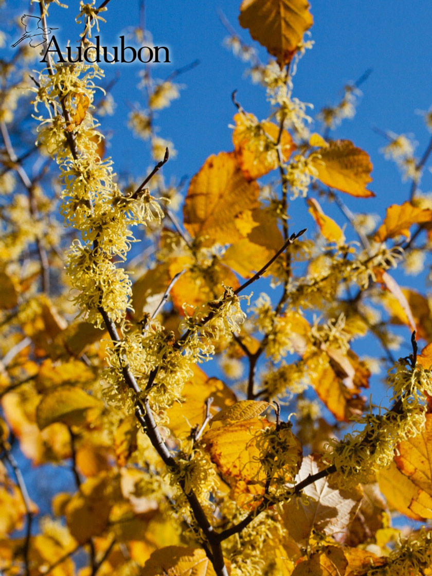 Audubon® Common Witchhazel Potted