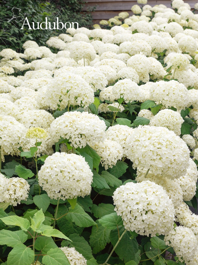 Audubon® Native Hydrangea Potted