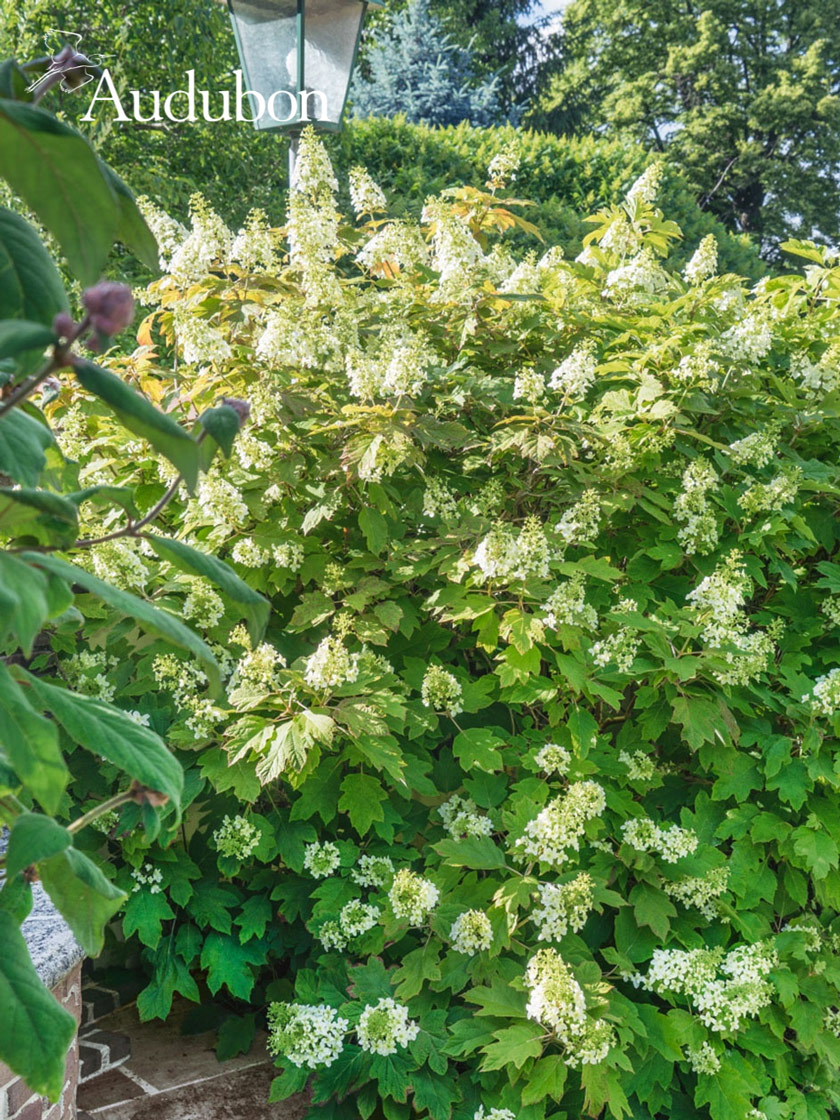 Audubon® Oakleaf Hydrangea Potted