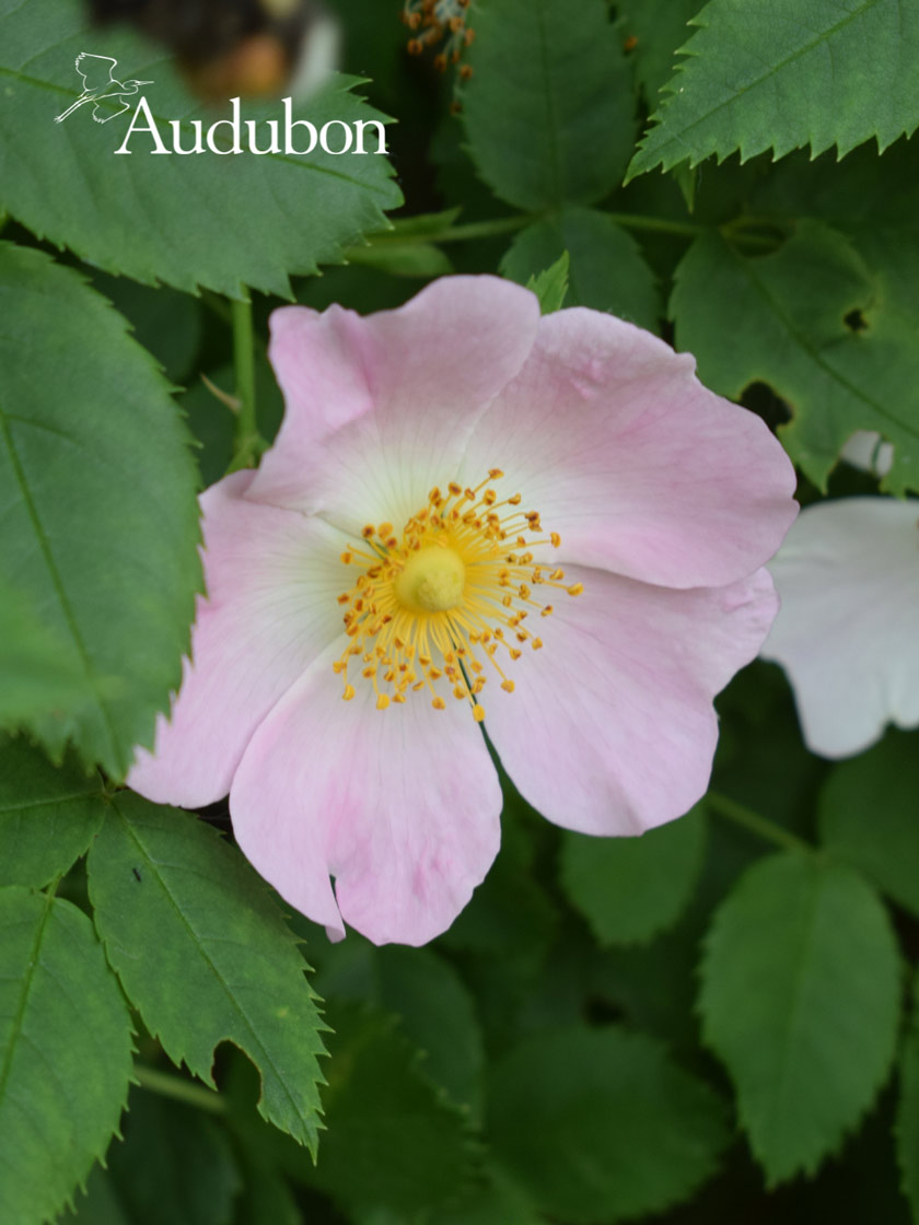 Audubon® Smooth Wild Rose Potted