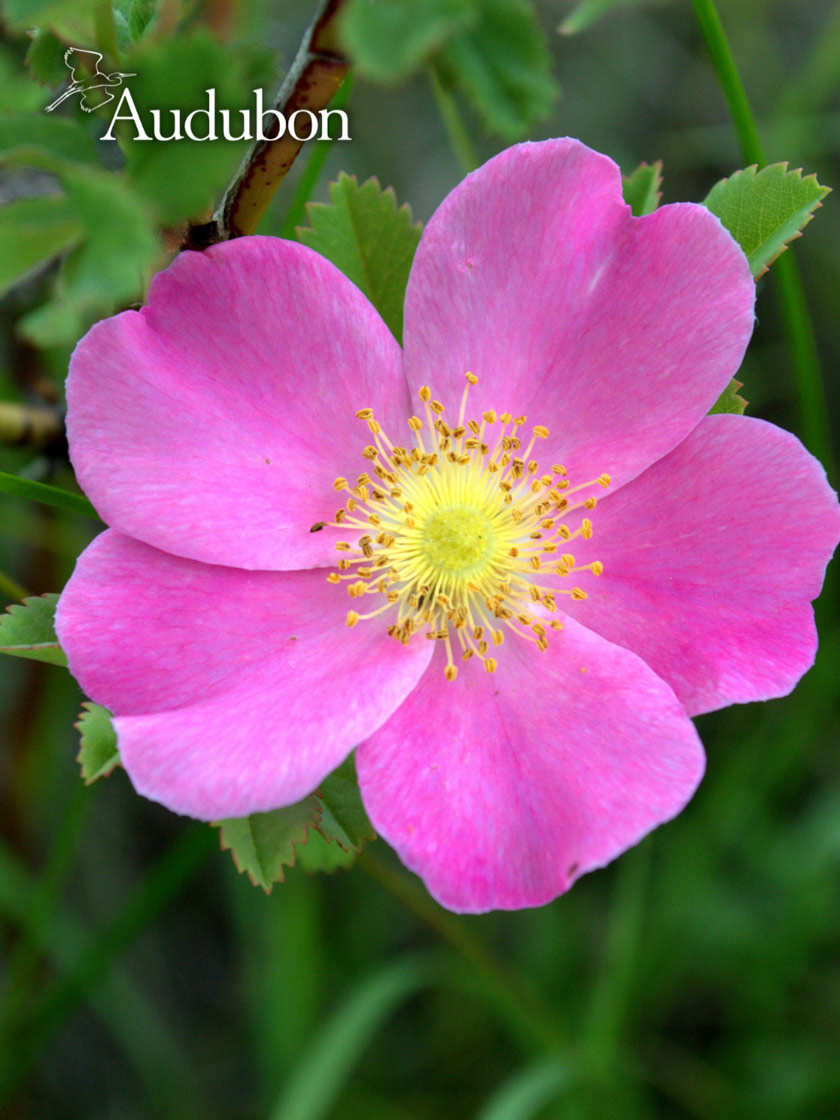 Audubon® Prairie Rose Potted