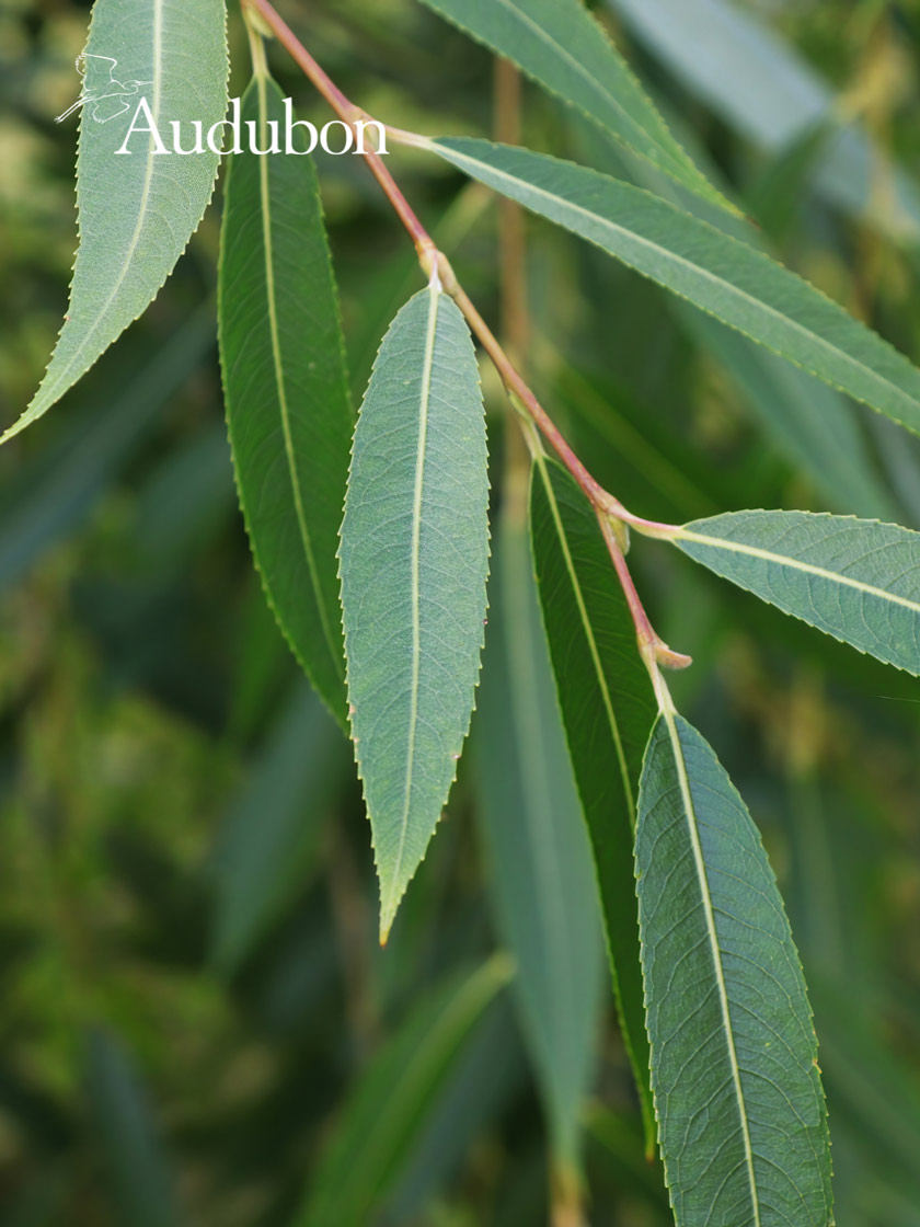 Audubon® Missouri Willow Potted