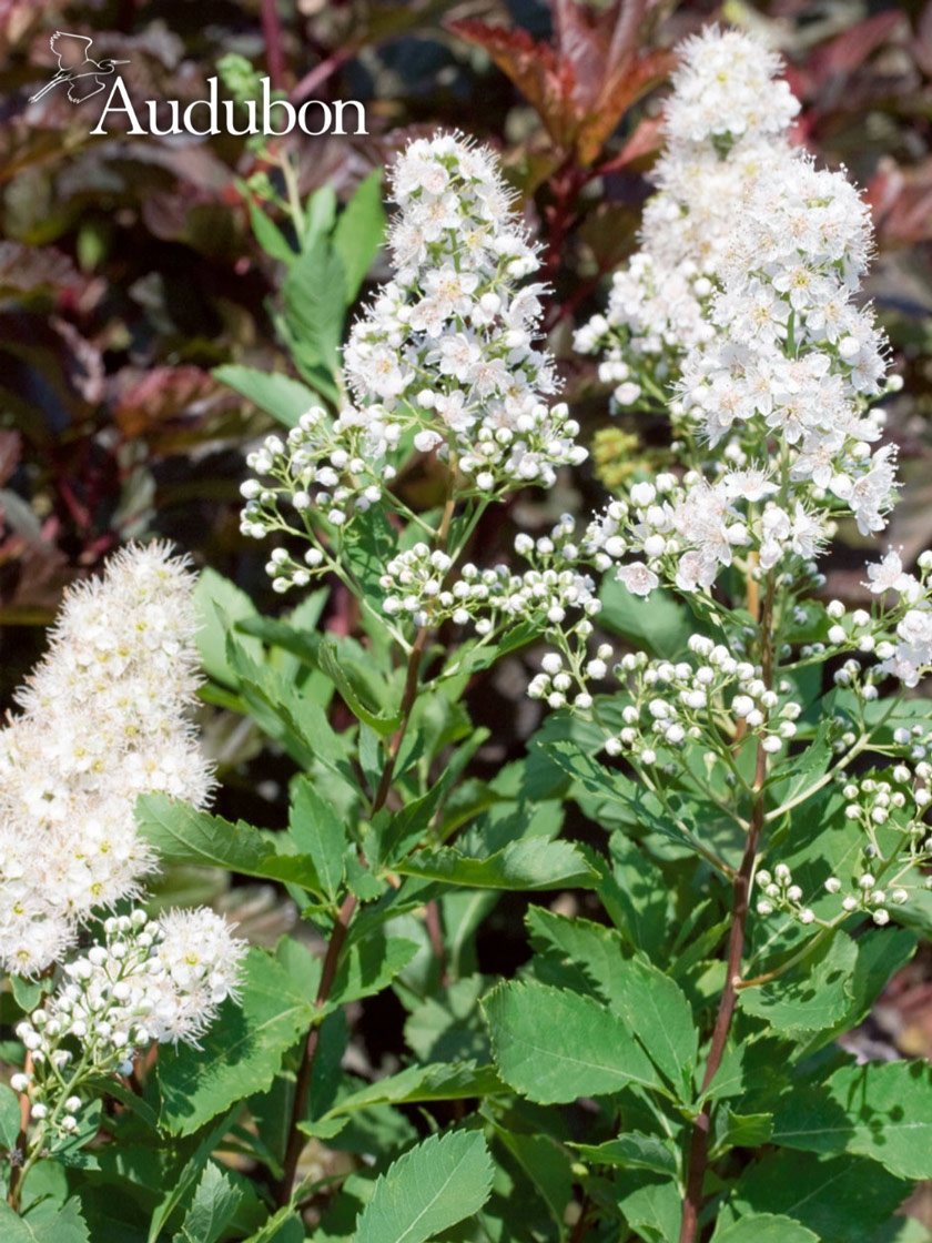 Audubon® Meadow Sweet  Spirea Potted