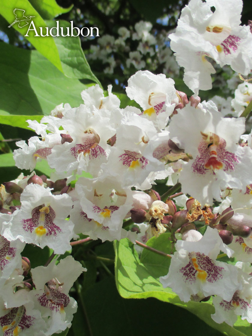 Audubon® Northern Catalpa Tree for Sale Gardener's Supply