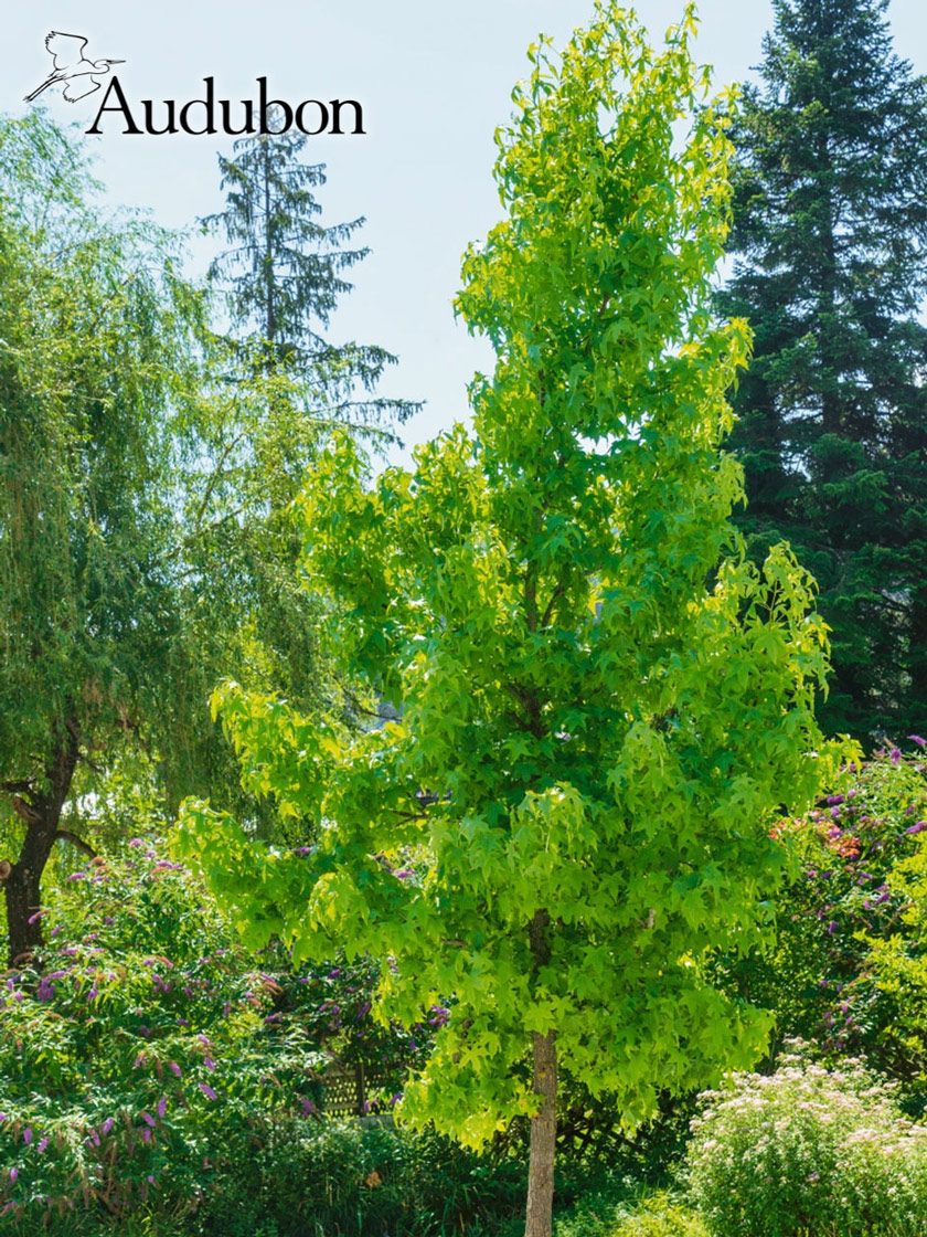 Audubon® Native American Sweetgum Tree for Sale Gardener's Supply