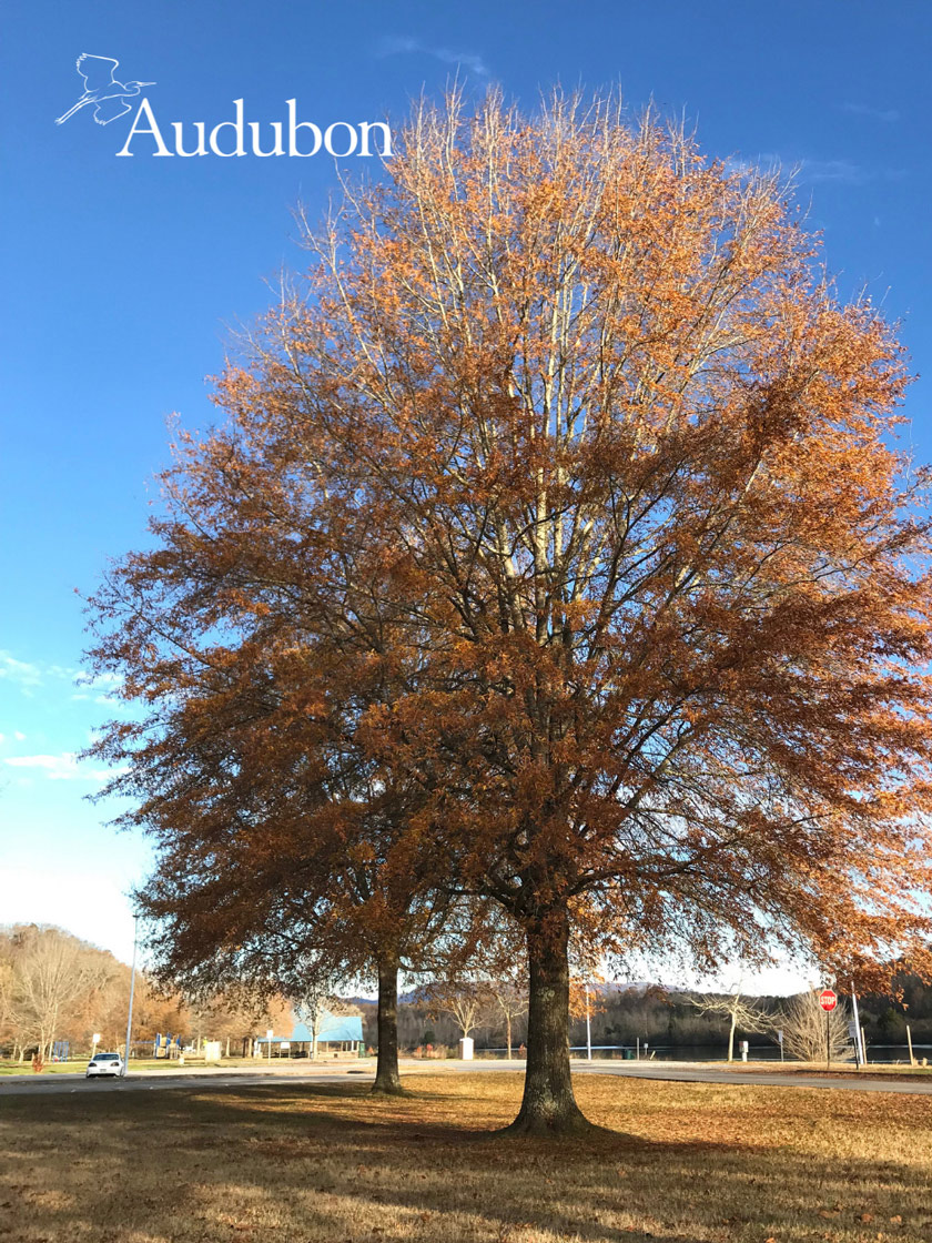 Audubon® Willow Oak Tree