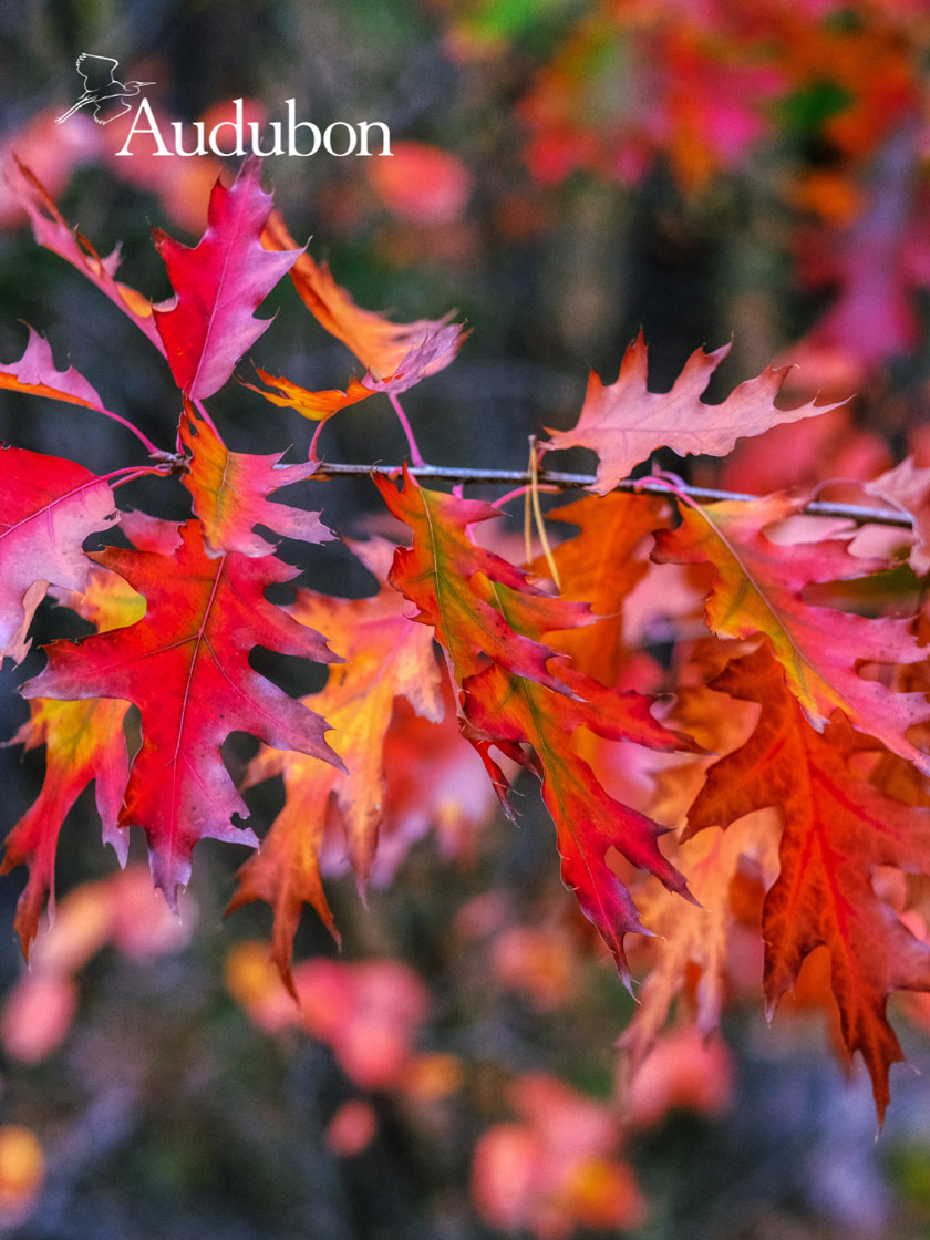 Red Leaf Bush Identification: A Simple Guide for Gardeners and Enthusiasts.