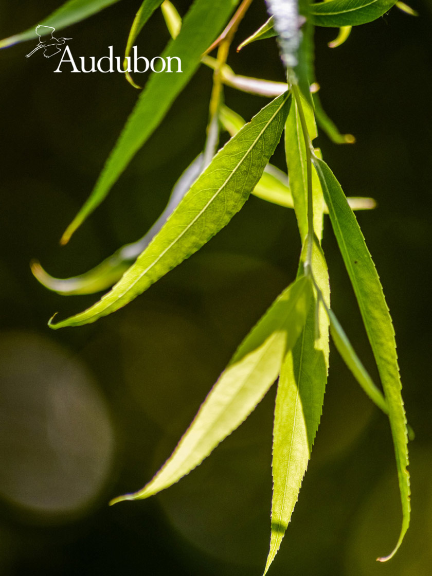 Audubon® Black Willlow Tree
