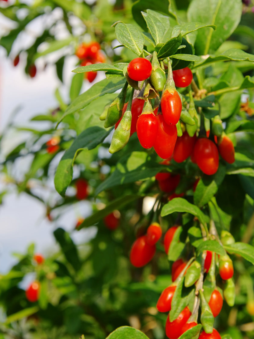 Bower & Branch® Goji Berry Tree