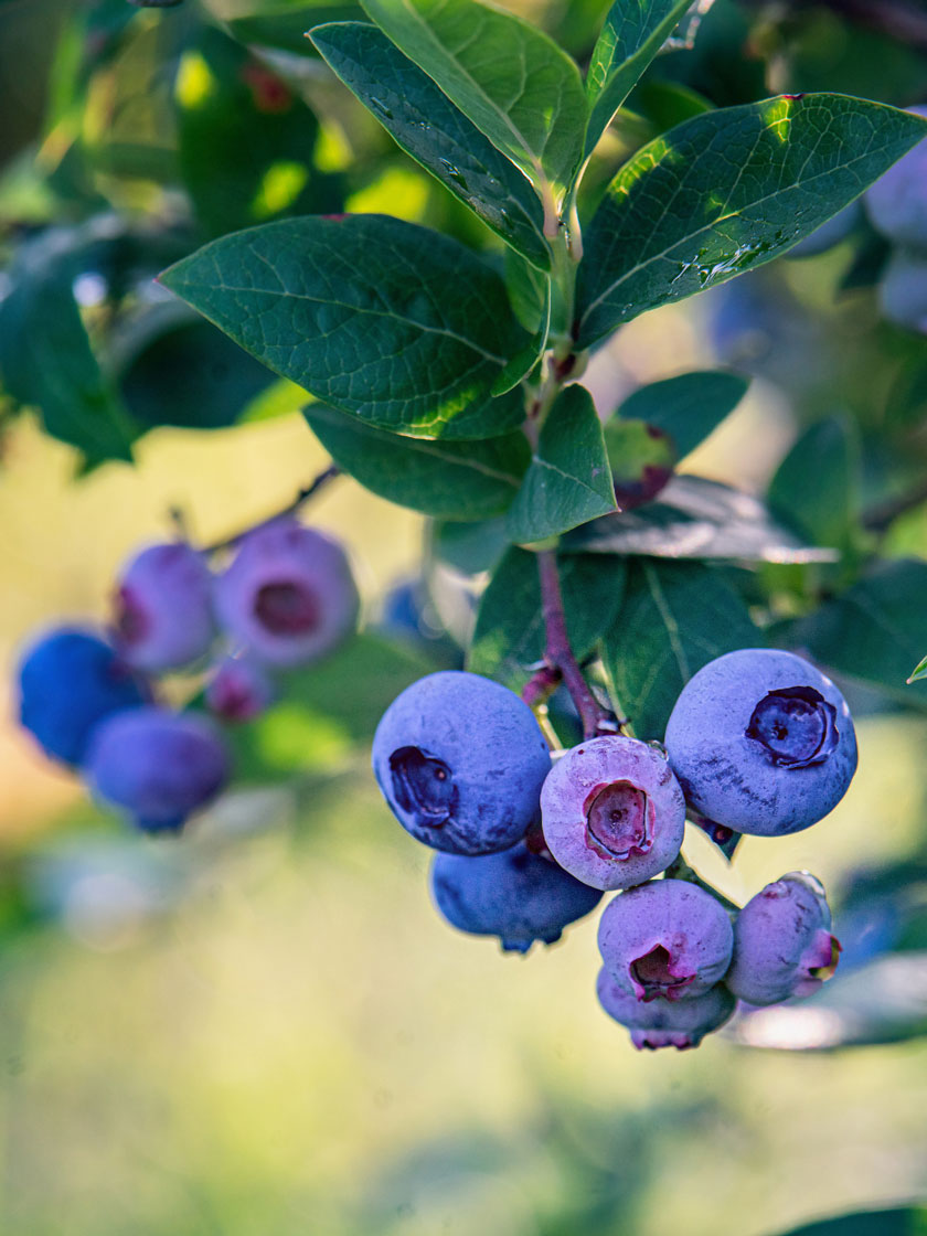 Bower & Branch® Elliot's Highbush Blueberry Bush
