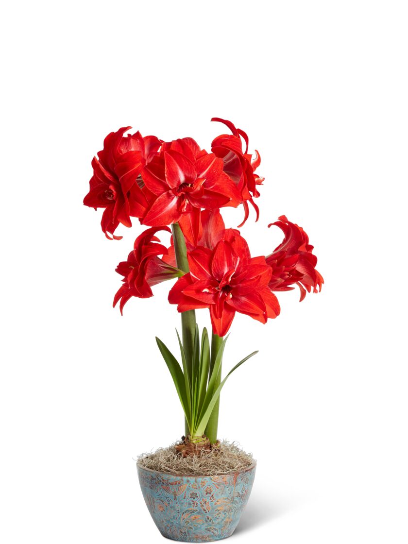 Double Delicious Potted Amaryllis
