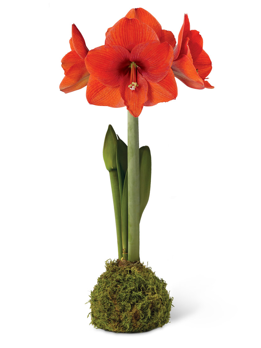 Moss Wrapped Amaryllis Bulb, Red Bloom
