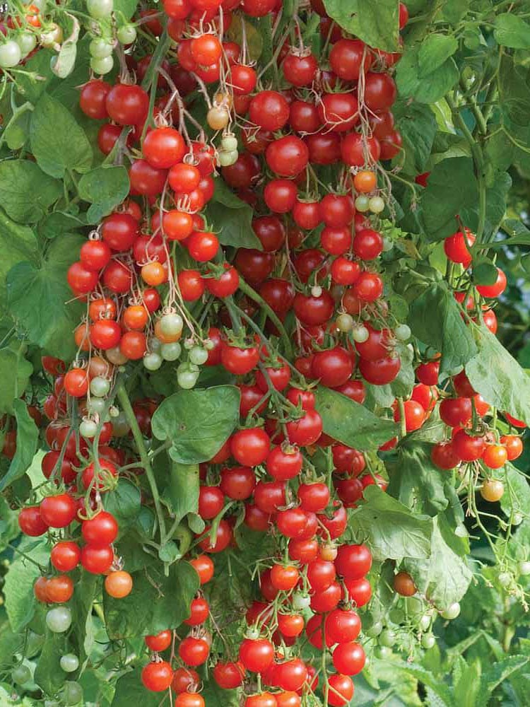 https://www.gardeners.com/globalassets/product-media-catalog/8612/500-599/8612511/8612511_01v_sweet-million-cherry-tomato-plant.jpg