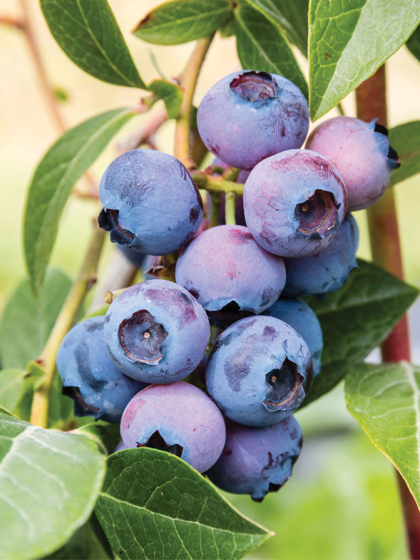Bower & Branch® Patriot Highbush Blueberry Bush Bare Root, Pack of 3