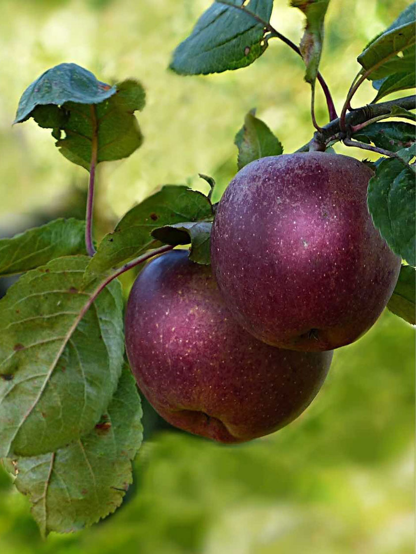 Bower & Branch® Arkansas Black Apple Tree Bare Root