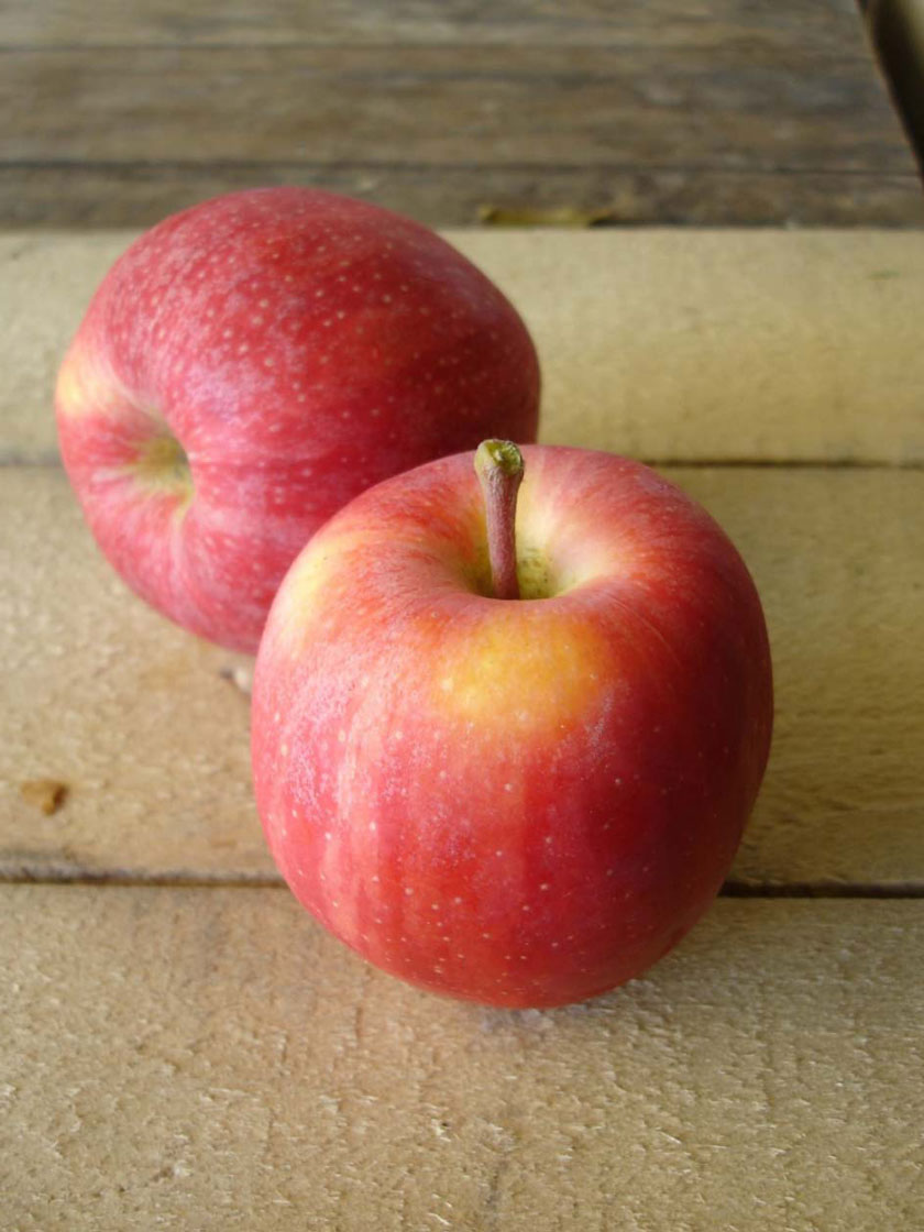 Bower & Branch® Buckeye® Gala Apple Tree Bare Root
