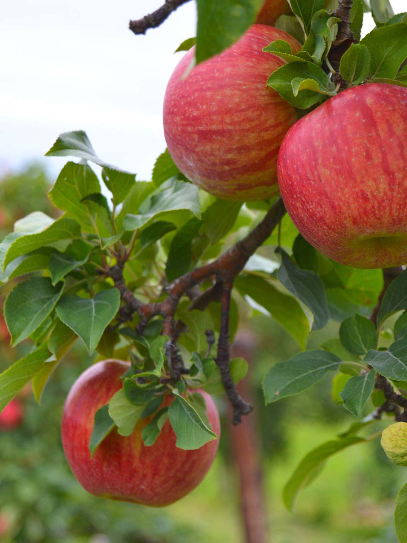 Bower & Branch® Cardinal Cortland Apple Tree Bare Root