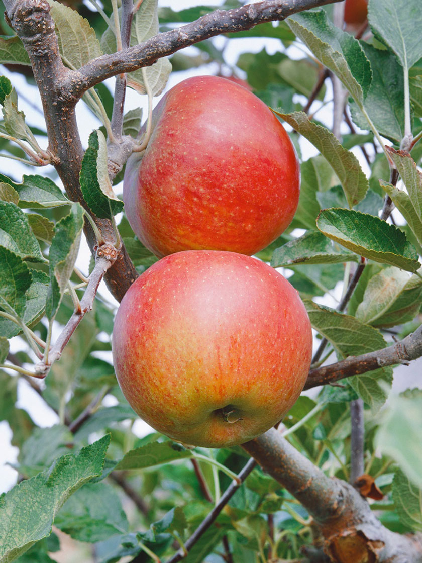 Bower & Branch® Cox Orange Pippin Apple Tree Bare Root