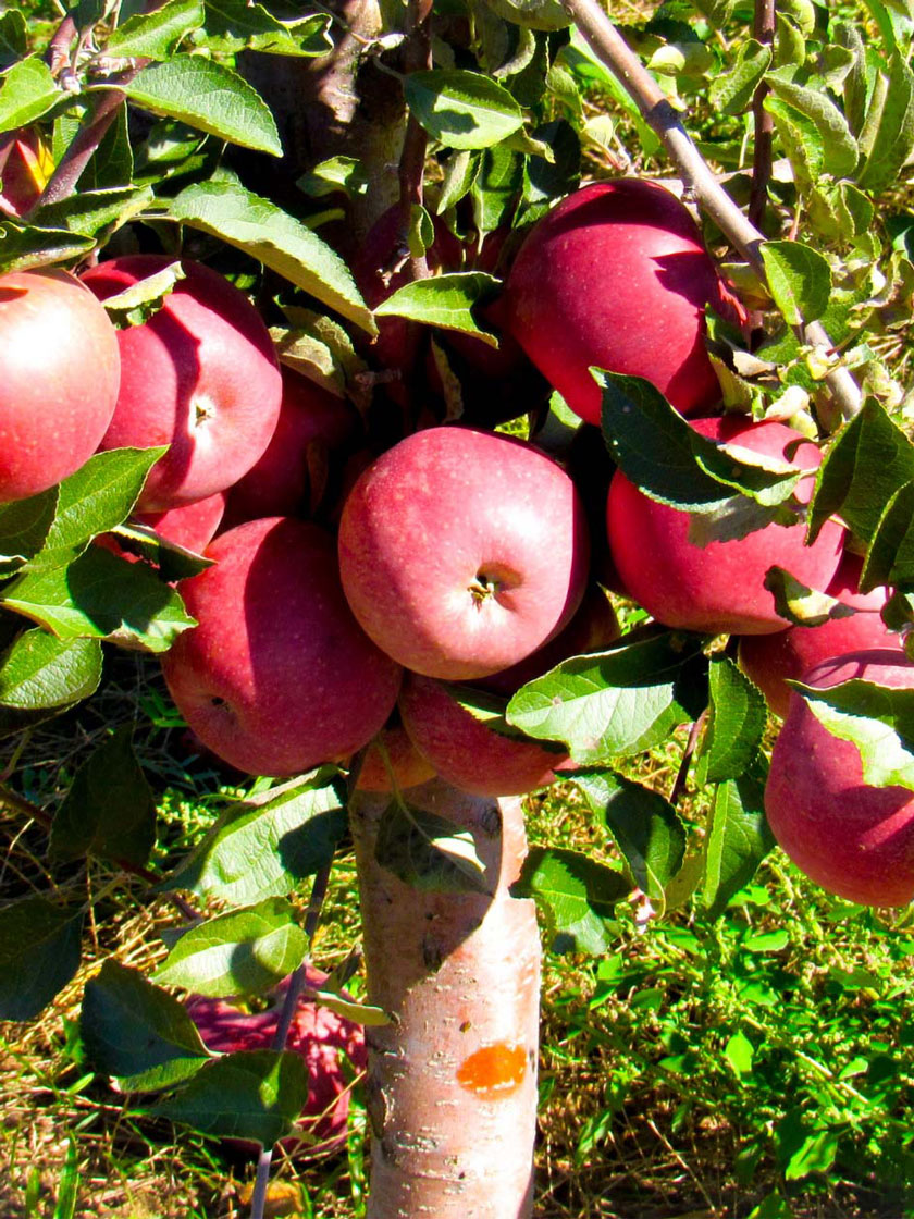 Pink Lady Apple Tree For Sale - 4-5ft Bareroot Organic